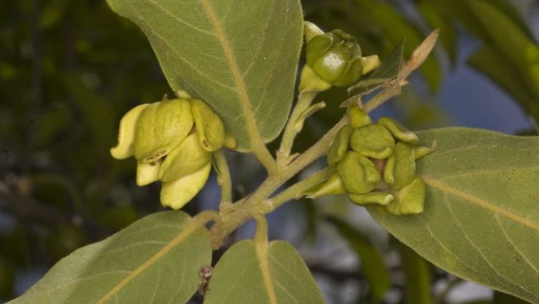 Cây Nhọc. Polyalthia cerasoides - Cây Thuốc Nam Quanh Ta